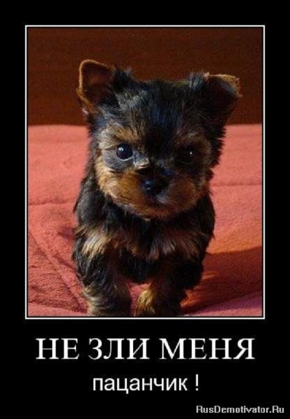 Не зли меня пацанчик...
