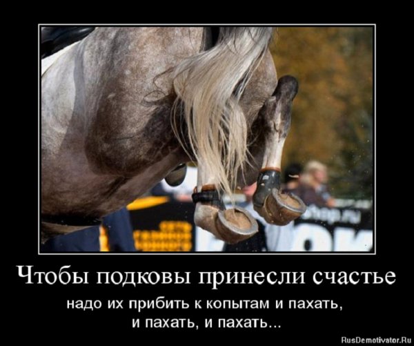 Чтобы подковы принесли счастье...