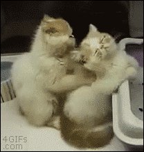гифки, котейка, массаж, живность