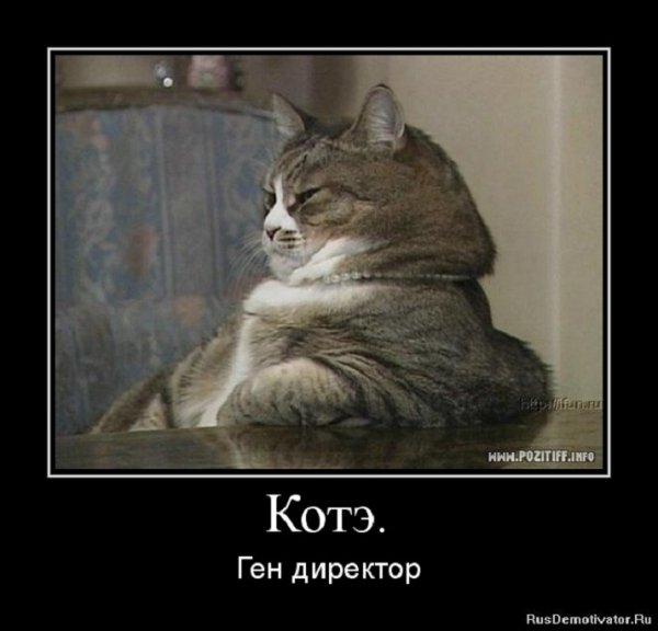 Котэ гендиректор