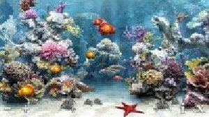 mfaquarium 385