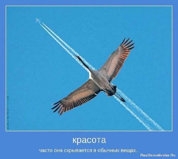 Красота