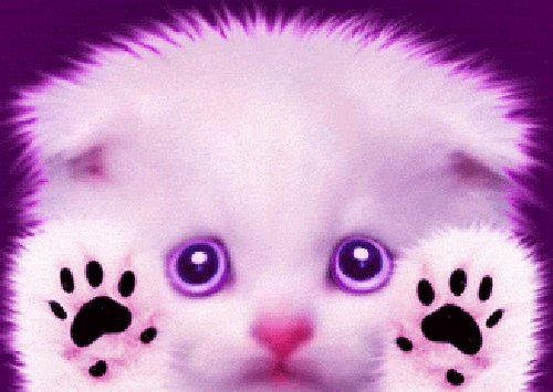 Котик лижет монитор