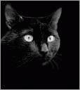 Jimm BlackCat Anim