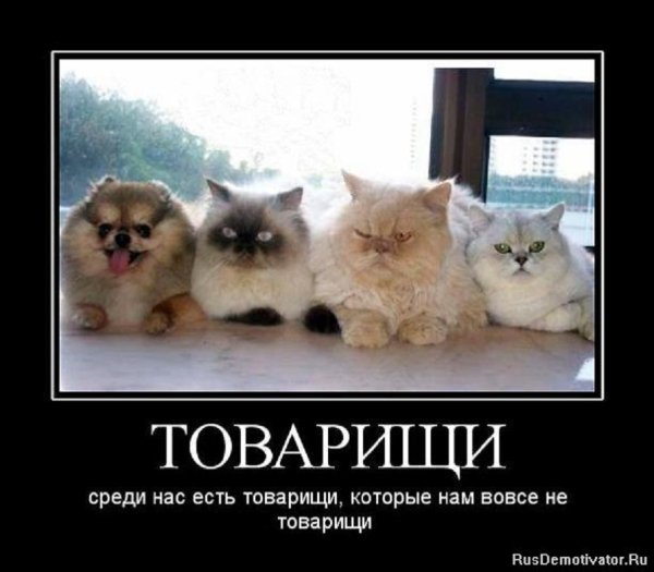 Среди нас есть товарищи, которые нам совсем не товарищи