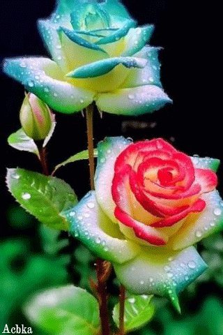 file_97410484