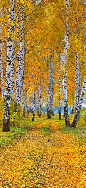 file_91887499