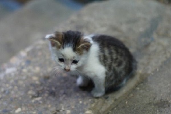 Котёнок