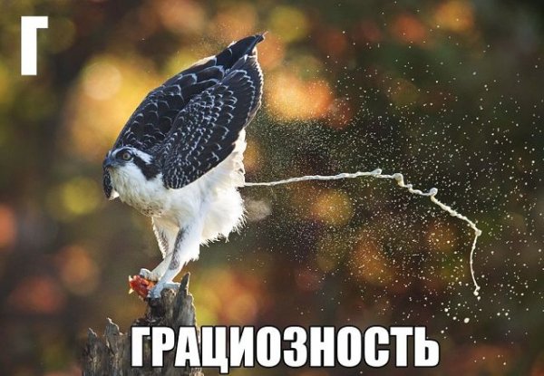 getImage4431
