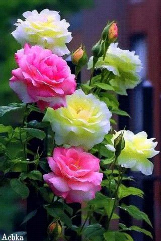 file_95497506