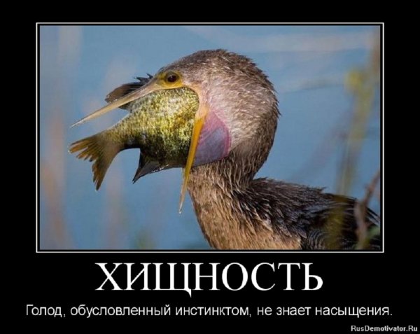 ХИЩНОСТЬ