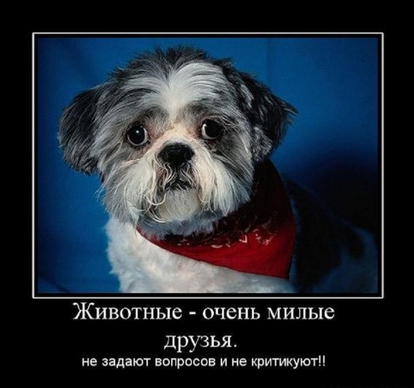 Животные очень милые друзья
