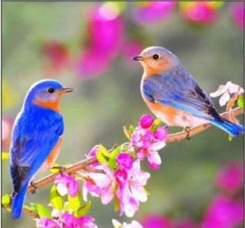 Spring Alarm
