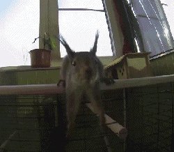 белочка