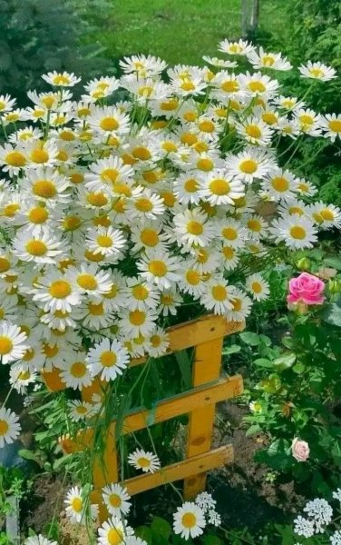 file_96269932