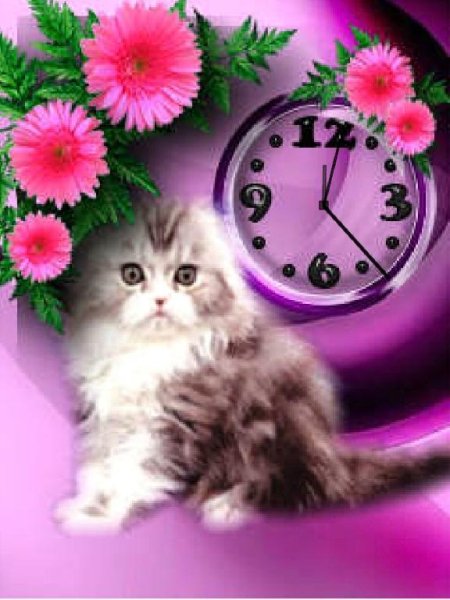 Котик