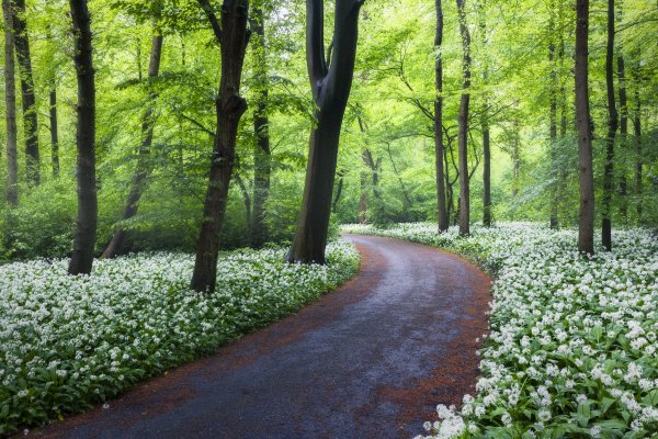 Park-priroda-leto-10