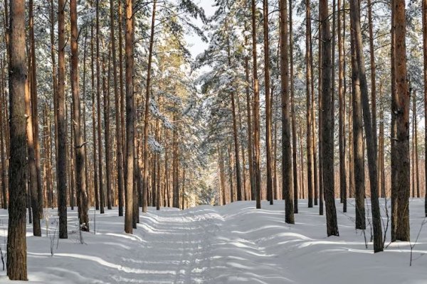 Зима. Лес. Снег. Дорога.