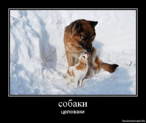 Собаки целоваки