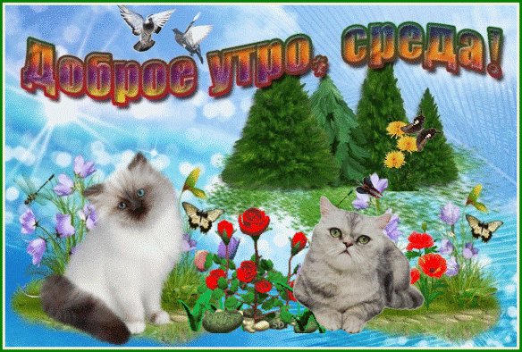 Анимированная открытка доброе утро среда