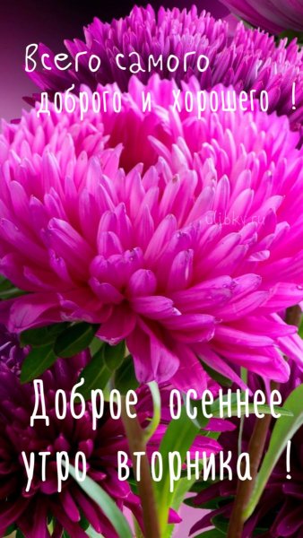 Отцвели уж давно хризантемы