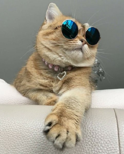 Кот Базилио