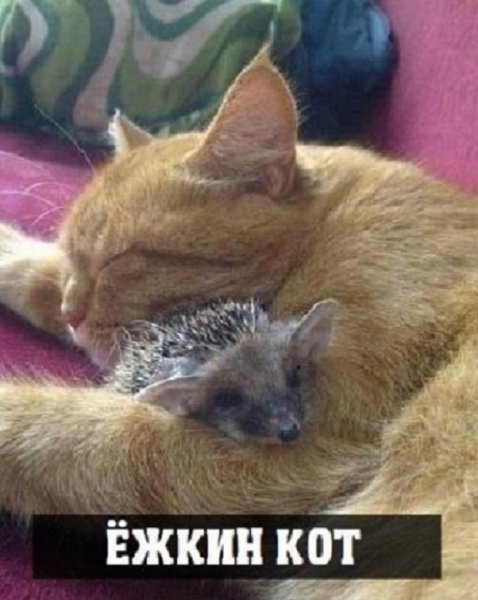 Ёжкин кот...