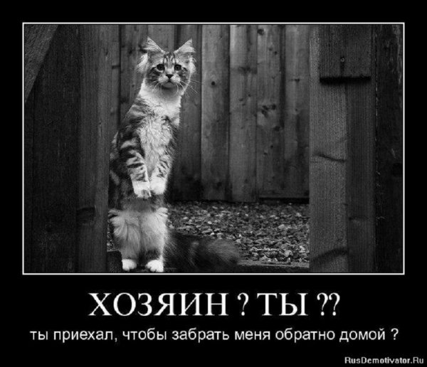 Ты приехал забрать меня домой?