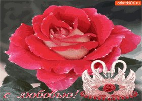 s-lyubovyu-eta-nezhnaya-roza