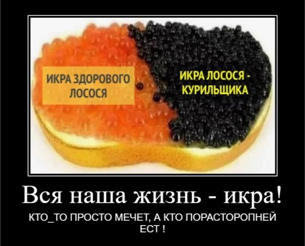 Вся наша жизнь - икра!