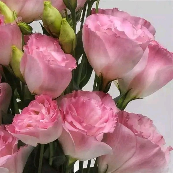 file_96291740