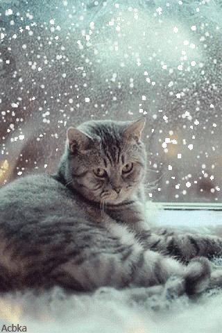 file_80062899