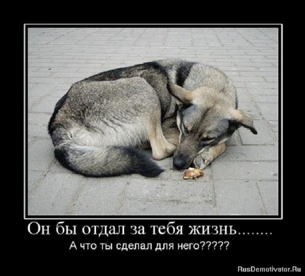 Он бы отдал за тебя жизнь...