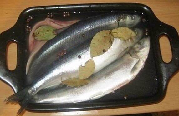 Селедка