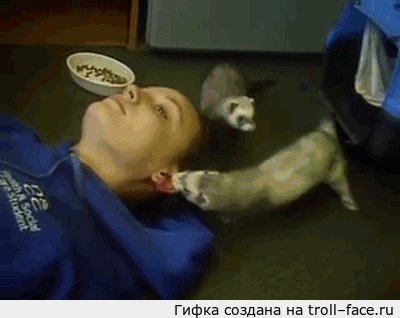Khorki tyanut zhertvu domoy
