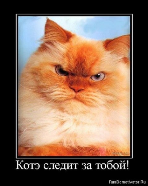 Котэ следит за тобой