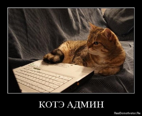 Котэ админ