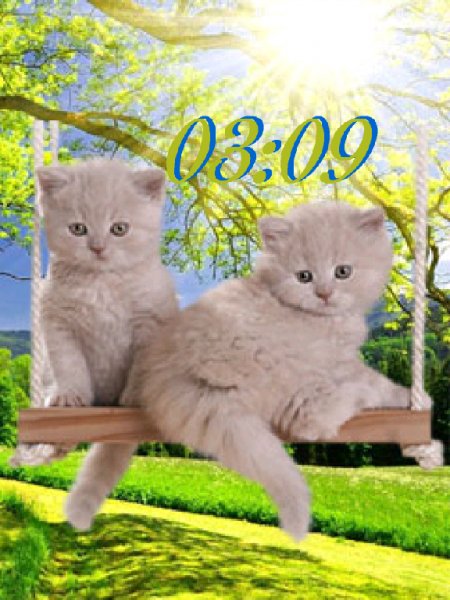 Котята на качелях