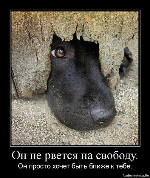 Он не рвётся на свободу