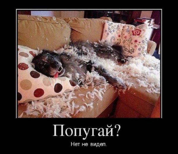 Попугай? Нет, не видел...