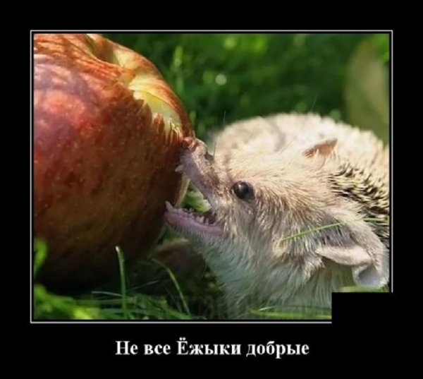 Не все ёжики добрые...