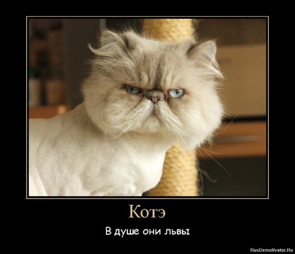 В душе они львы