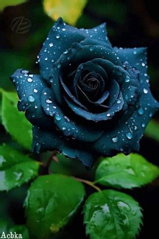 file_97410480