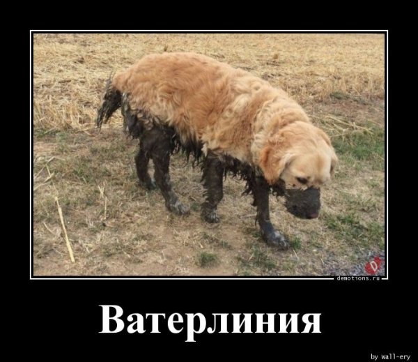 Vaterliniya