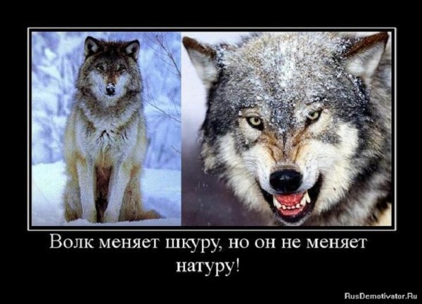 Волк меняет шкуру, но не меняет натуру