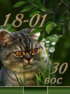 котофеич.2swf