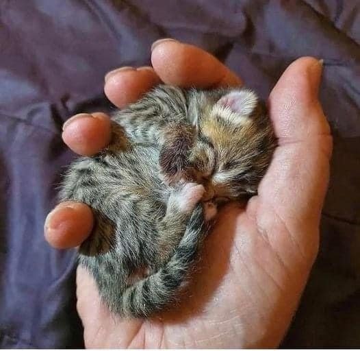 Котёнок