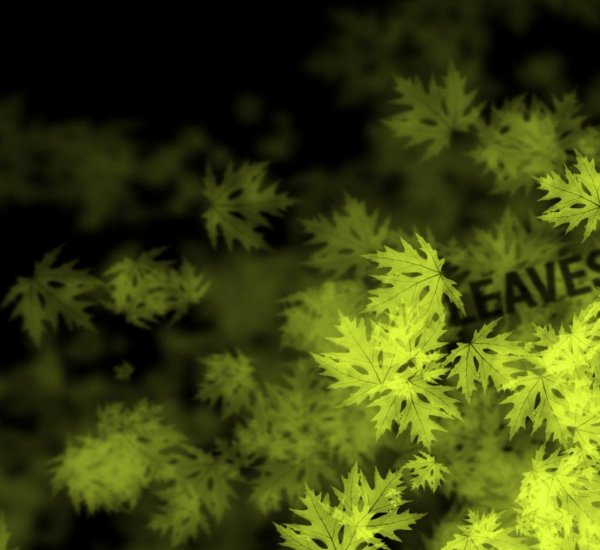 Leaves