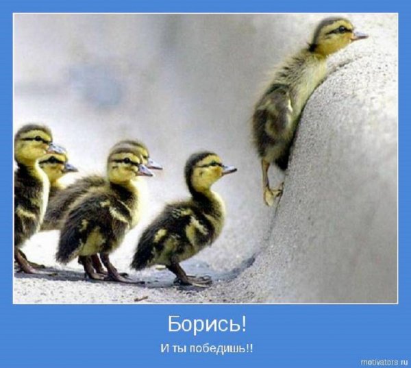 Борись