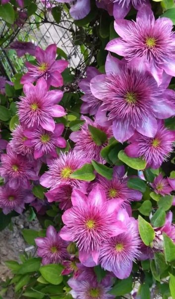 file_96269975